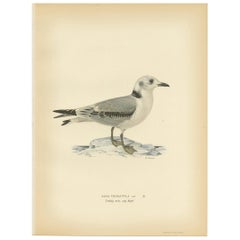 Antique Bird Print of the Black-Legged Kittiwake by Von Wright, 1929