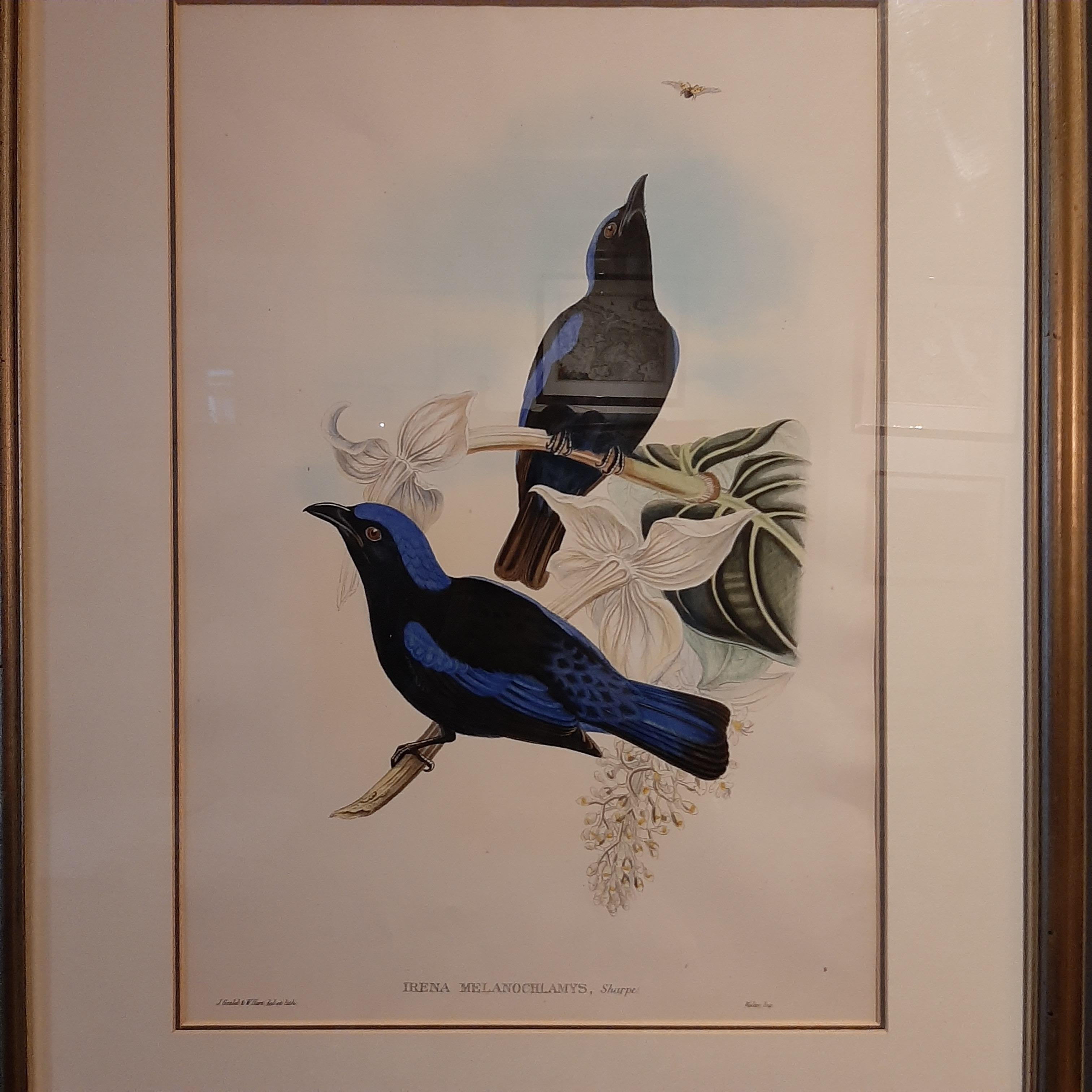 Gravure ancienne d'oiseaux intitulée 