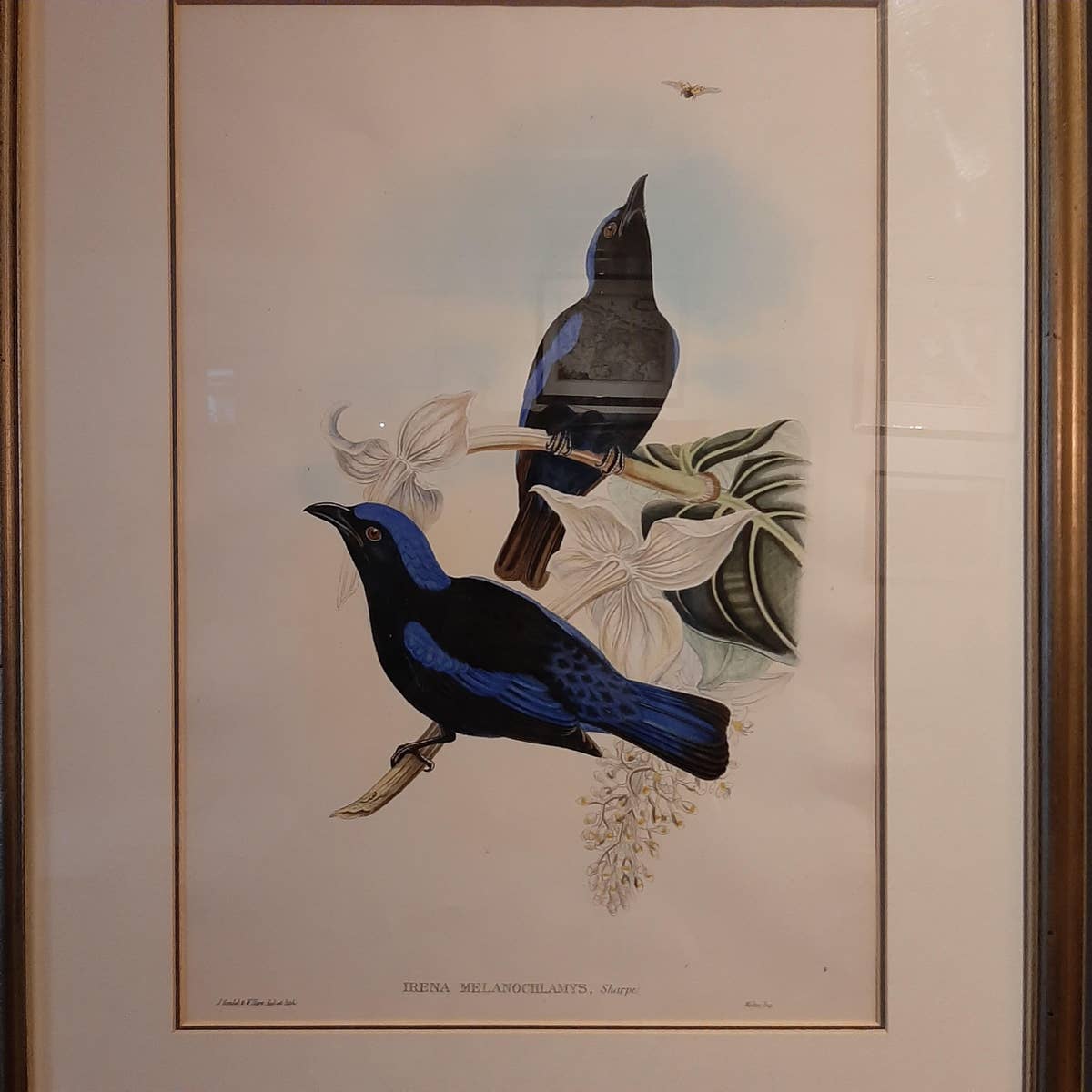 Antique Bird Print in Frame of the Black-Mantled Fairy Bluebird by Gould, 1870