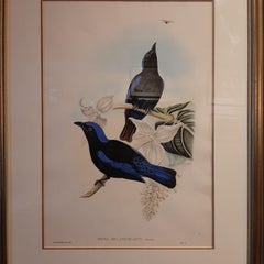 Stampa antica di uccelli con cornice dell'uccello fatato dalla coda nera di Gould, 1870