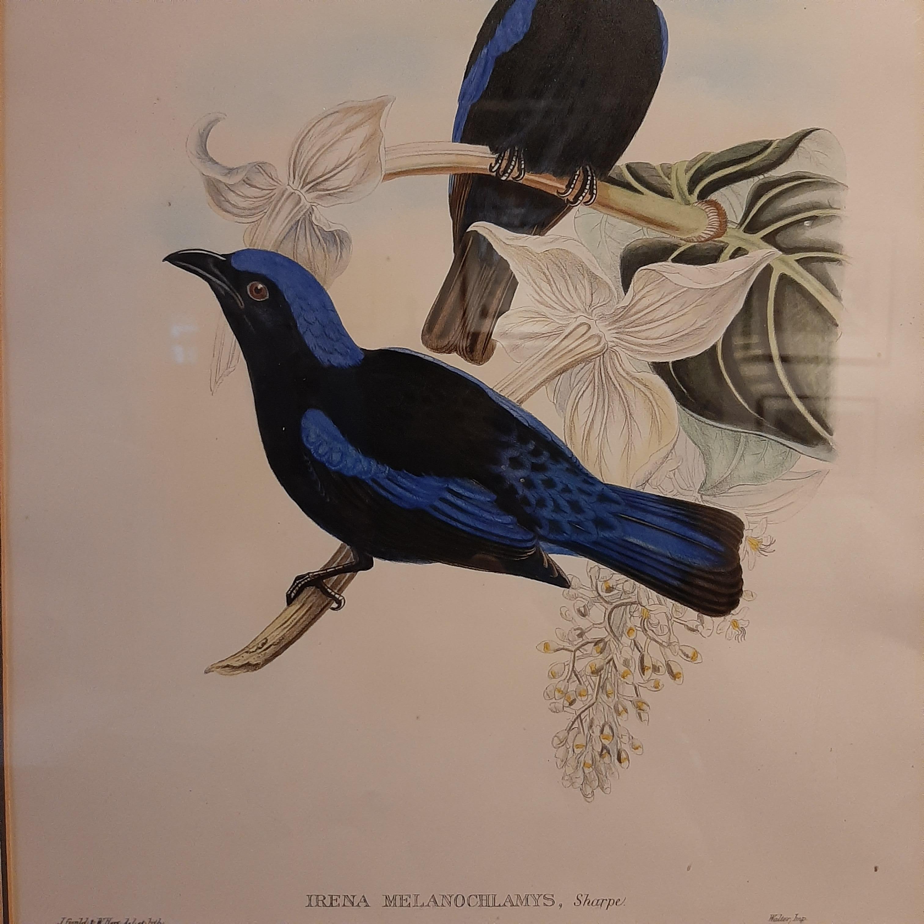 Impression ancienne d'oiseau bleu oiseau de la Forêt Noire gaufrée par Gould, vers 1870 Bon état - En vente à Langweer, NL