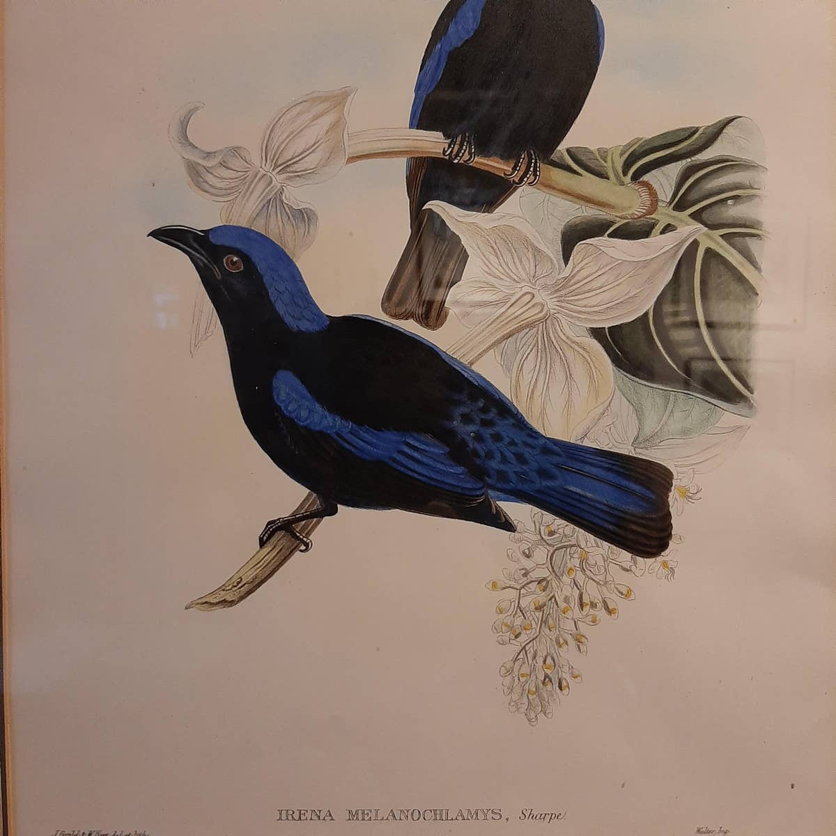 Antique Bird Print in Frame of the Black-Mantled Fairy Bluebird by Gould, 1870