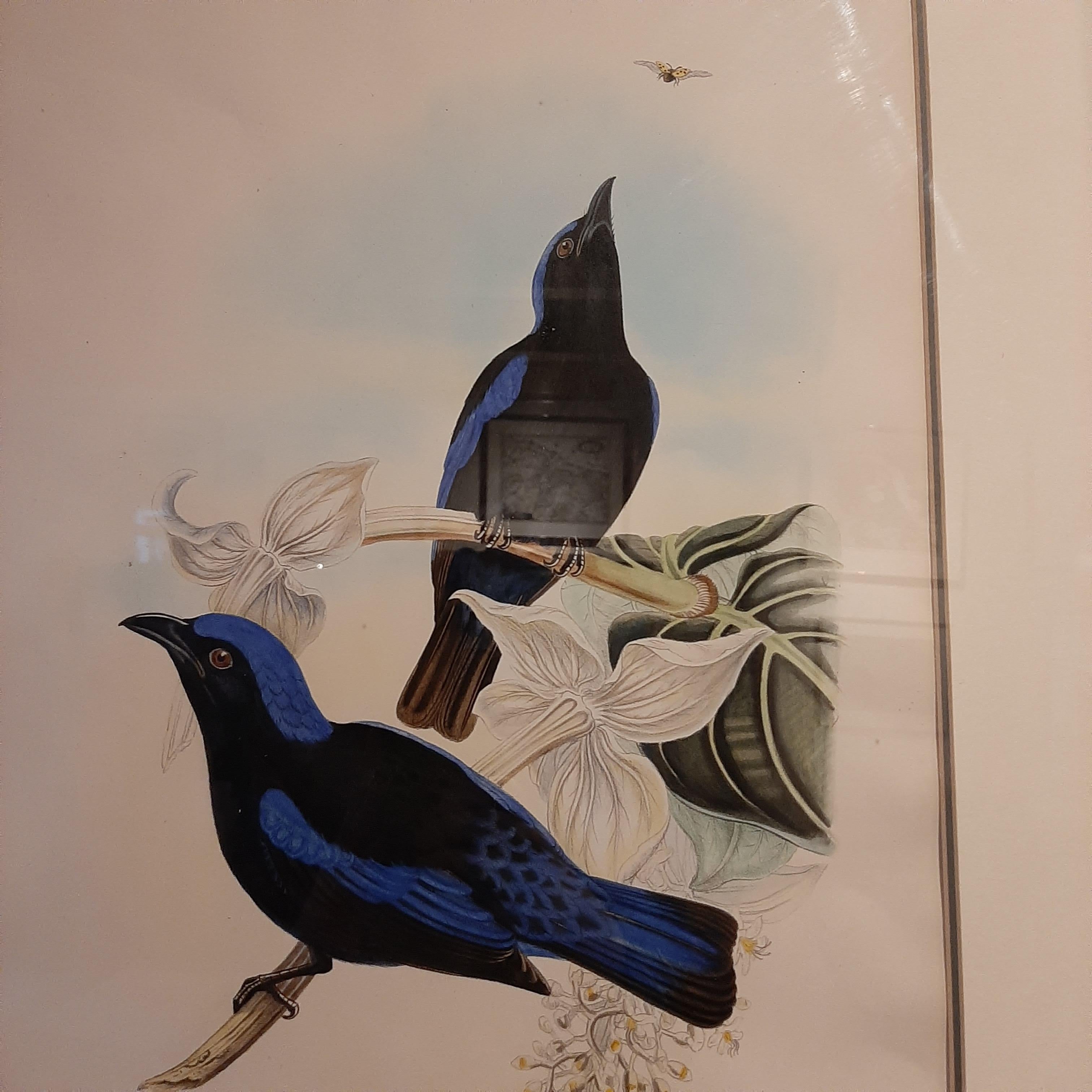 XIXe siècle Impression ancienne d'oiseau bleu oiseau de la Forêt Noire gaufrée par Gould, vers 1870 en vente