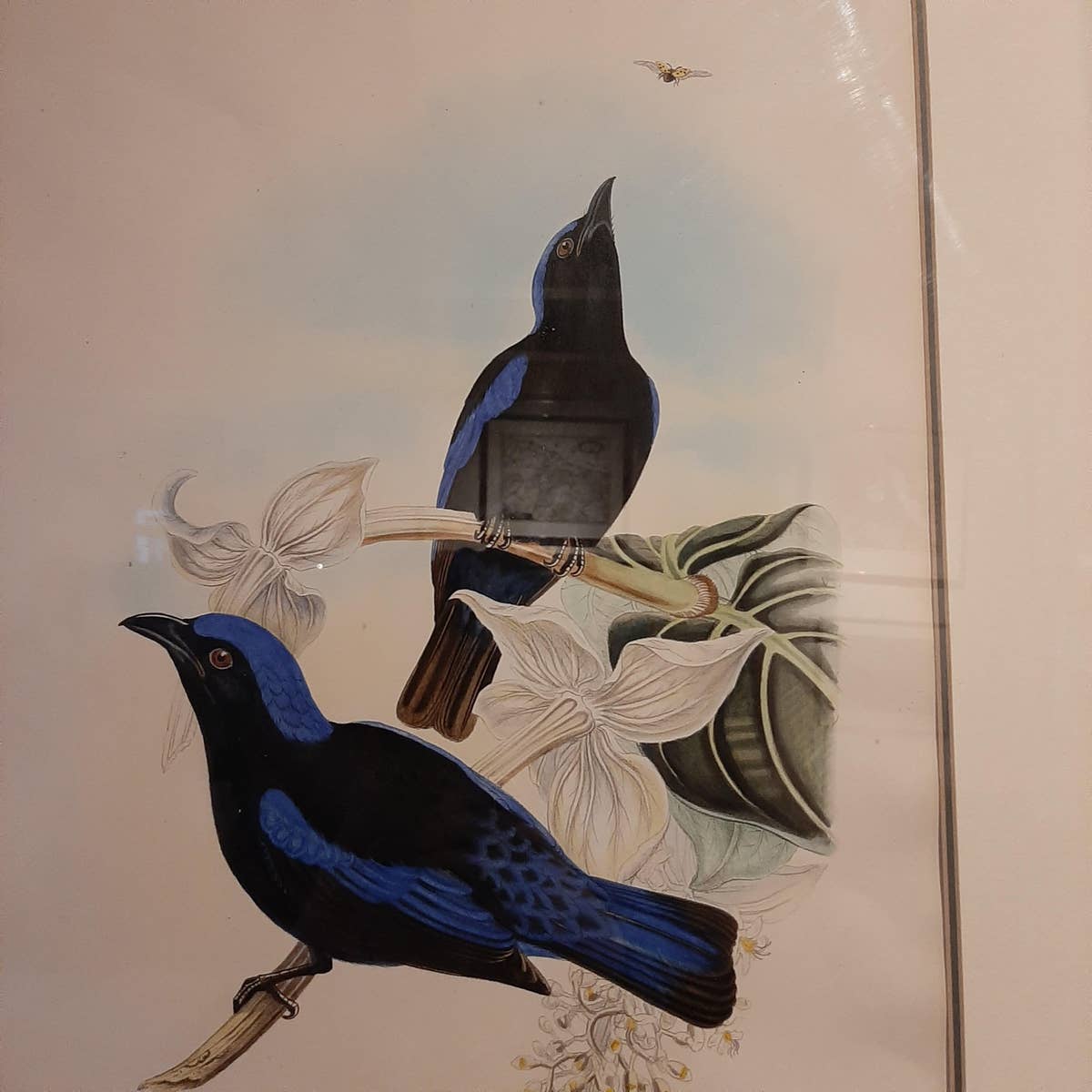 Antique Bird Print in Frame of the Black-Mantled Fairy Bluebird by Gould, 1870