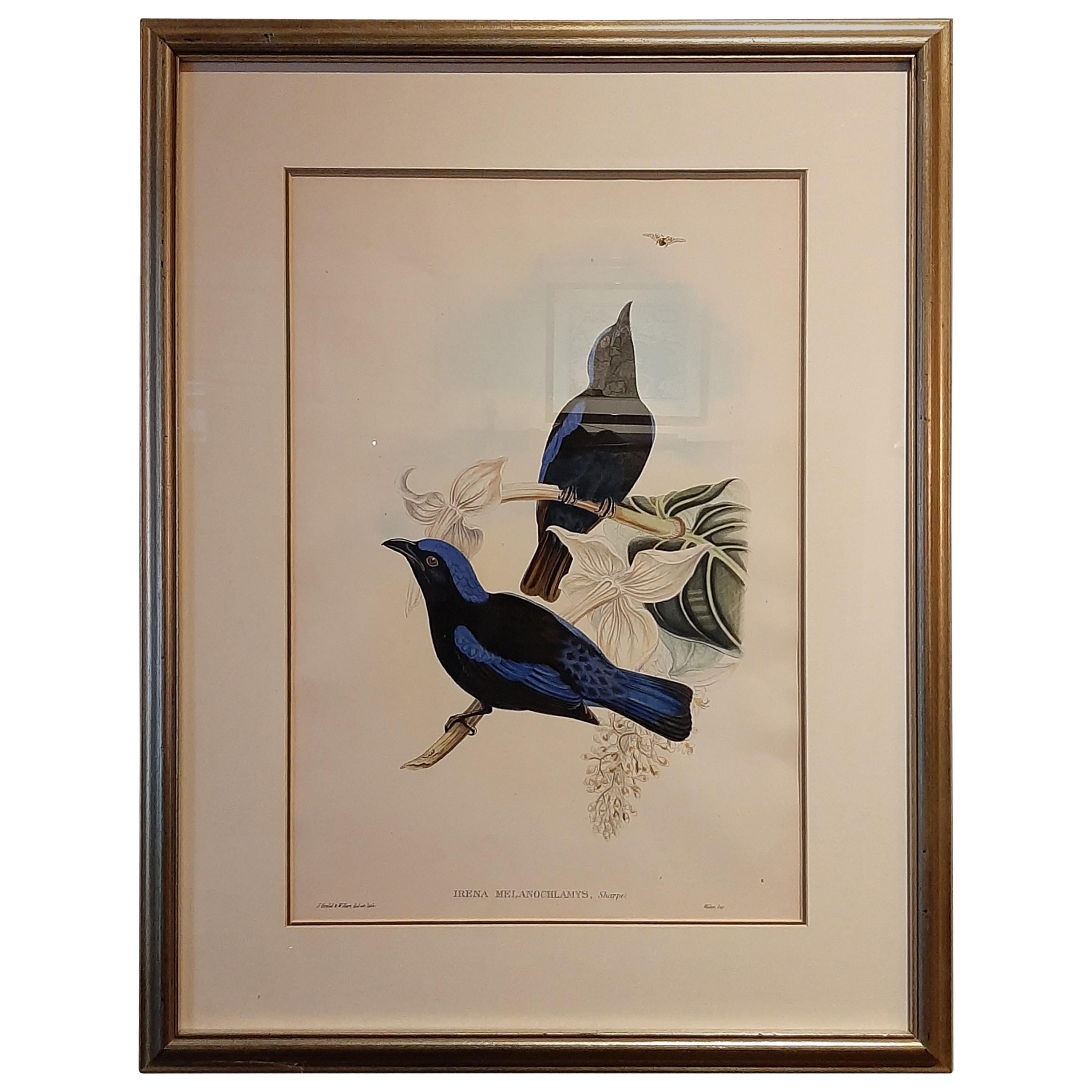 Antique Bird Print of the Black-Mantled Fairy Bluebird by Gould, circa 1870