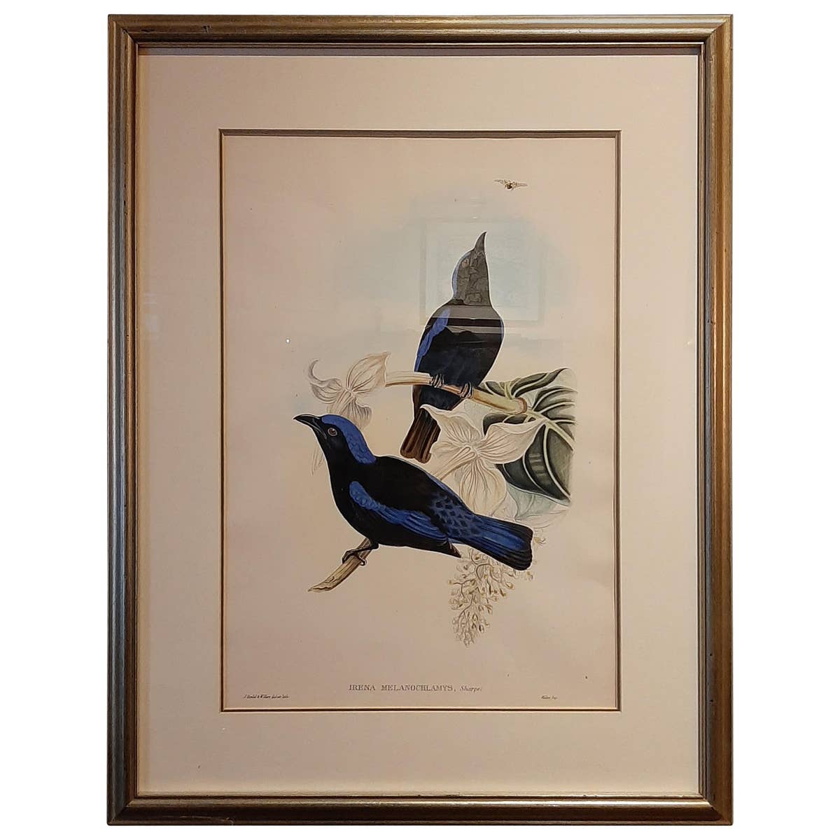 Antique Bird Print in Frame of the Black-Mantled Fairy Bluebird by Gould, 1870