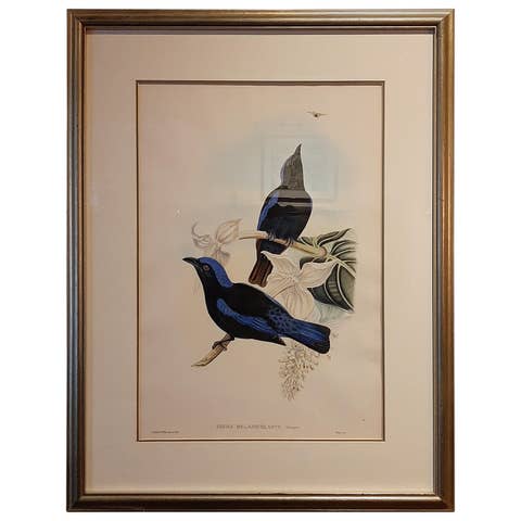 Antique Bird Print in Frame of the Black-Mantled Fairy Bluebird by Gould, 1870