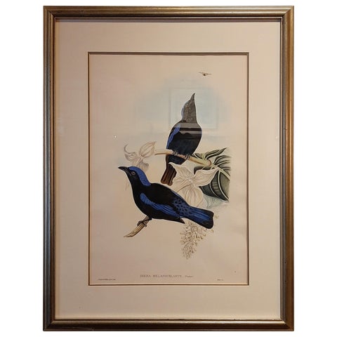 Antique Bird Print in Frame of the Black-Mantled Fairy Bluebird by Gould, 1870