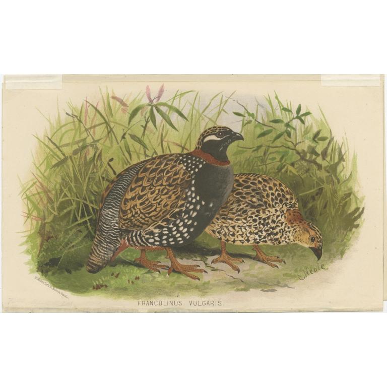 Antique Bird Print of the Black Partridge by Hume & Marshall, 1879 For Sale