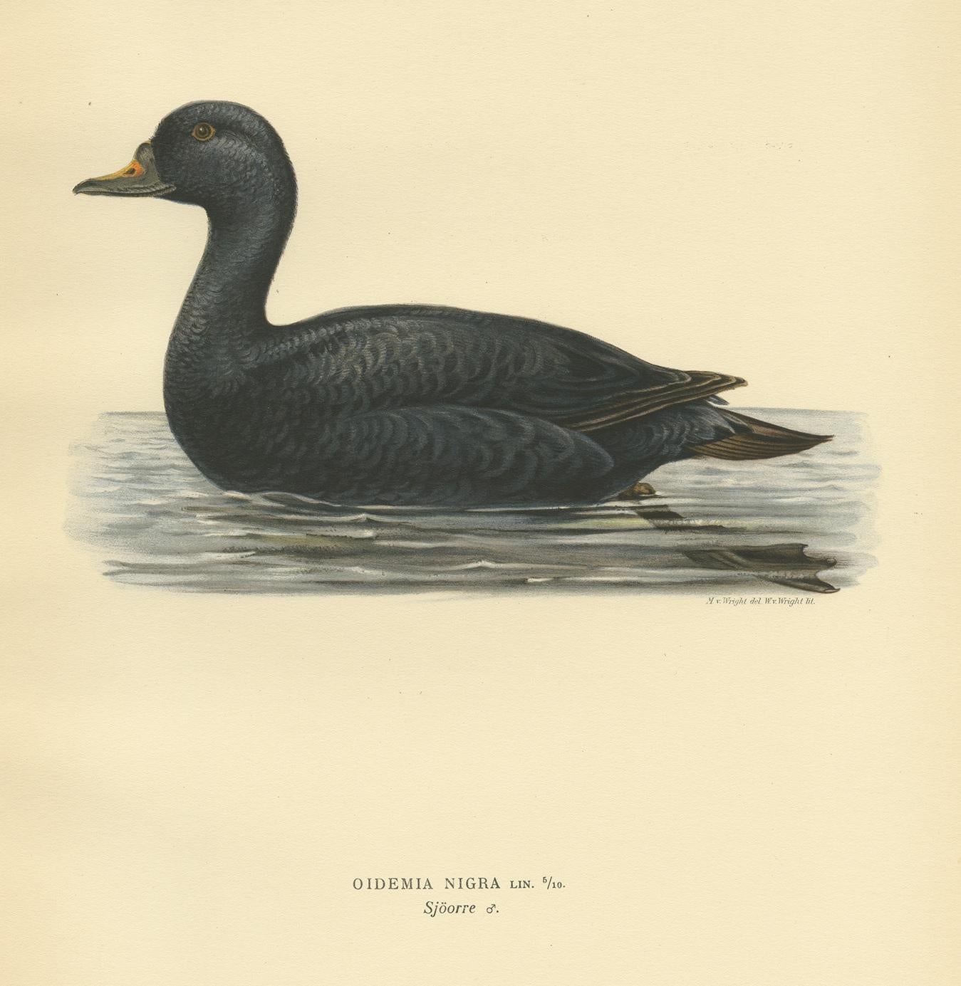 Antique Bird Print of the Black Scoter by Von Wright, 1929 In Good Condition For Sale In Langweer, NL