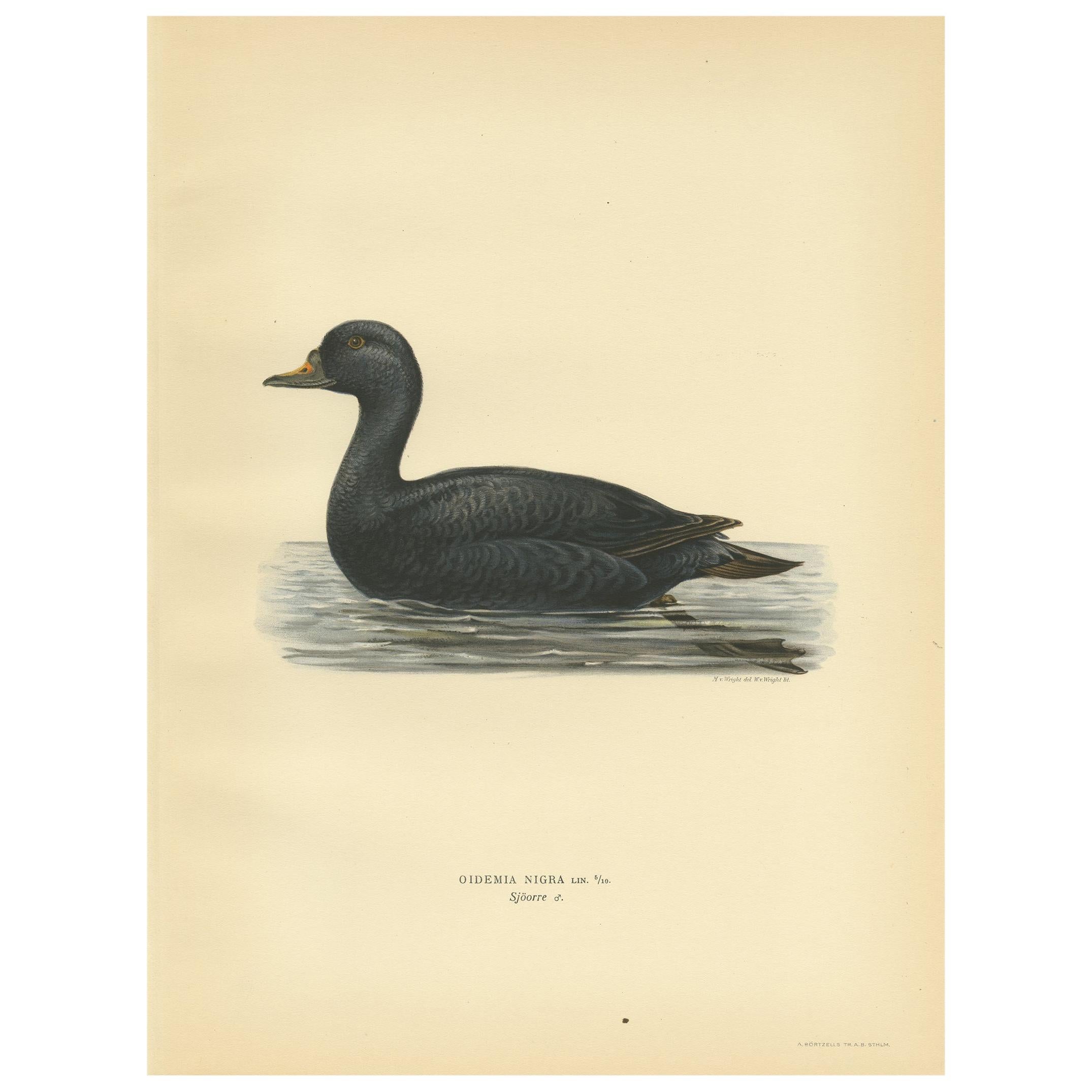 Antique Bird Print of the Black Scoter by Von Wright, 1929