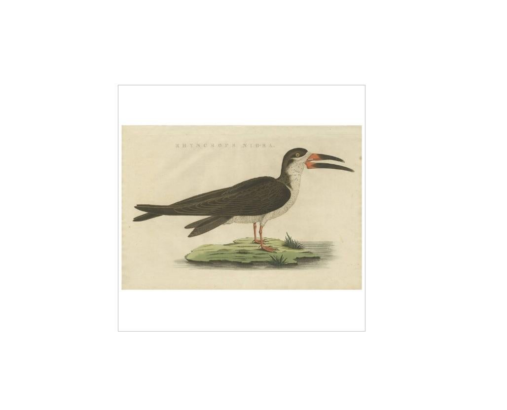Antique print titled 'Rhynchops Nigra'. The skimmers, forming the genus Rynchops, are tern-like birds in the family Laridae. The genus comprises three species found in South Asia, Africa, and the Americas. They were formerly known as the