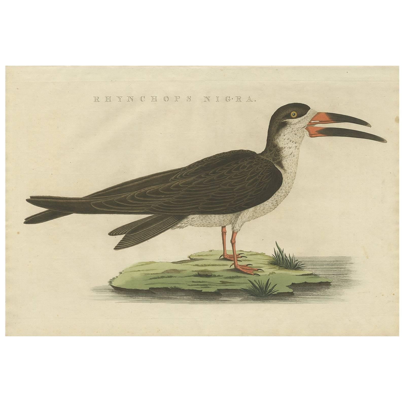 Impression ancienne d'oiseau du Skimmer noir par Sepp & Nozeman, 1829