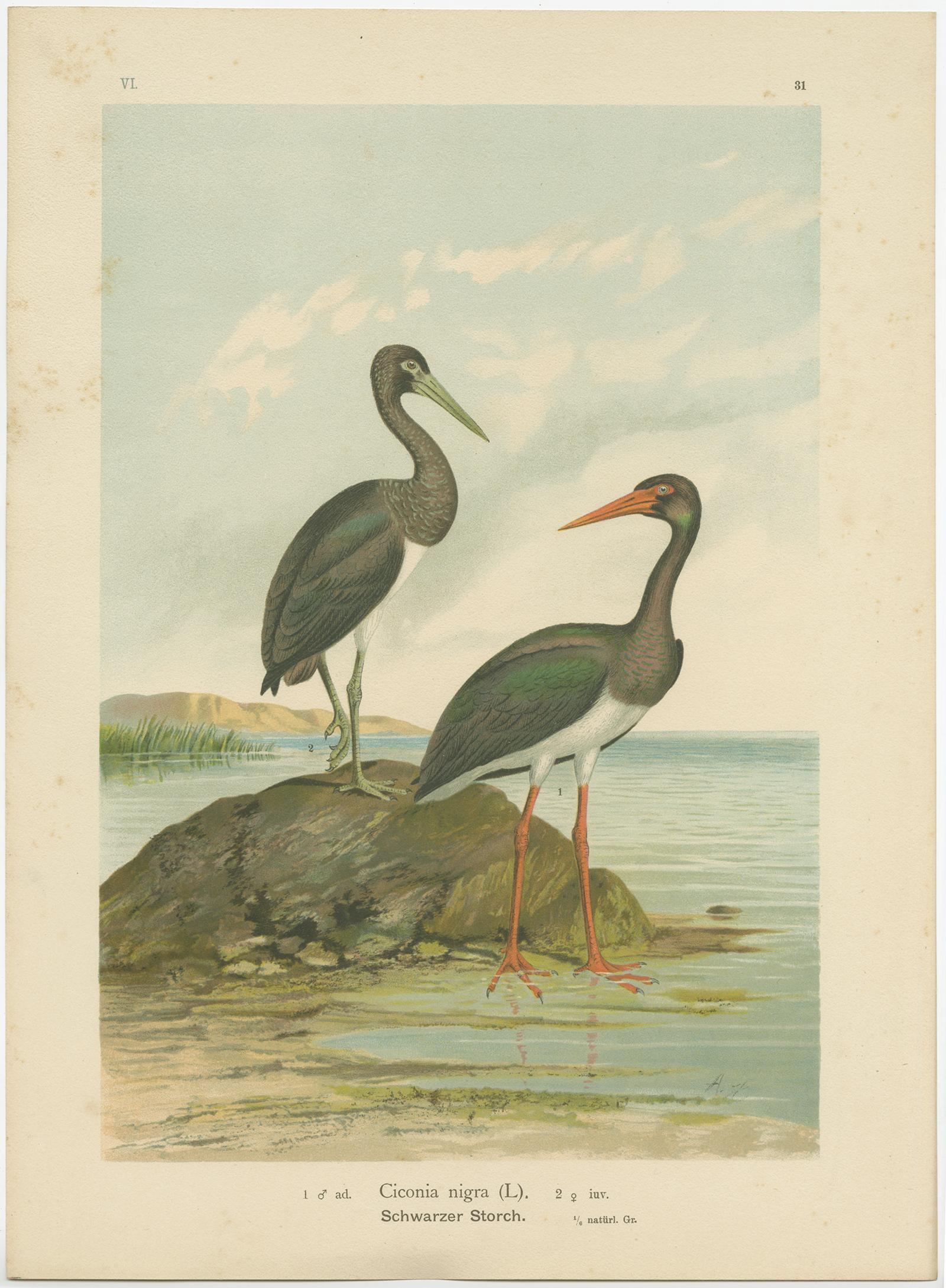 Antique bird print titled 'Ciconia Nigra - Schwarzer Storch'. Chromolithograph of the black stork. This print originates from J.A. Naumann's 'Naturgeschichte der Vögel Mitteleuropas', published, circa 1895.