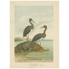 Stampa antica di uccelli della cicogna nera di Naumann, 1895 circa