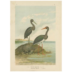 Impression ancienne d'oiseau du cigogne noir par Naumann, vers 1895