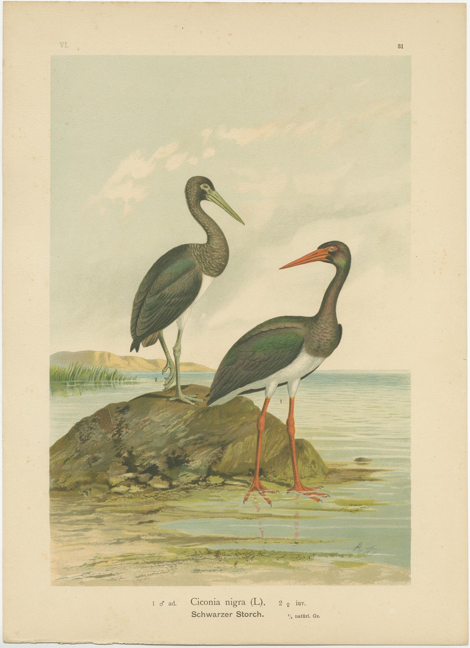 Antique bird print titled 'Ciconia Nigra - Schwarzer Strorch'. Chromolithograph of the Black Stork. This print originates from J.A. Naumann's 'Naturgeschichte der Vögel Mitteleuropas', published, circa 1895.