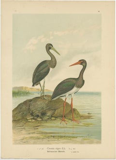 Antique Bird Print of the Black Stork by Naumann, circa 1895