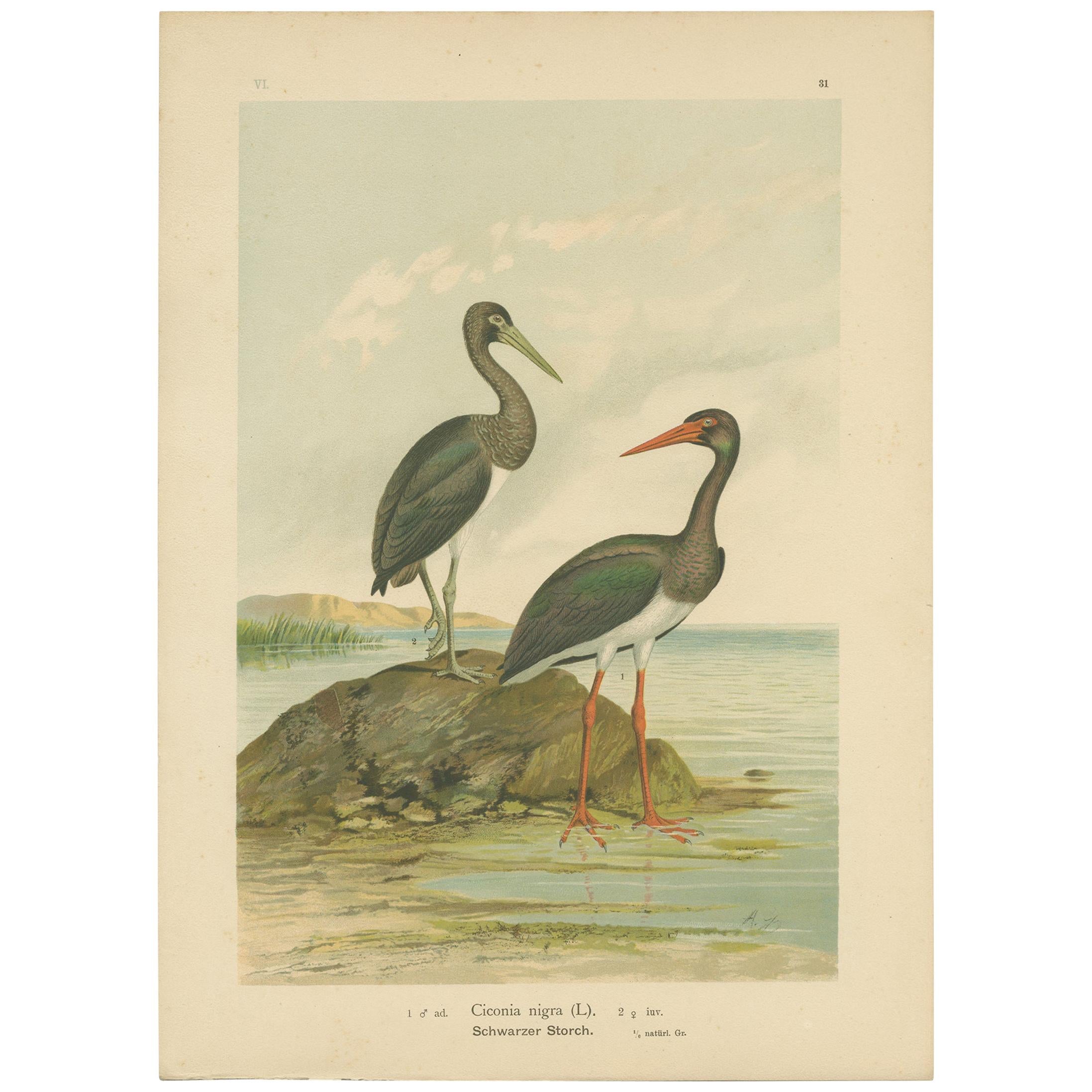Antique Bird Print of the Black Stork by Naumann, circa 1895