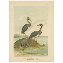 Stampa antica di uccelli della cicogna nera di Naumann, 1895 circa