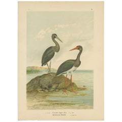 Antique Bird Print of the Black Stork by Naumann, circa 1895