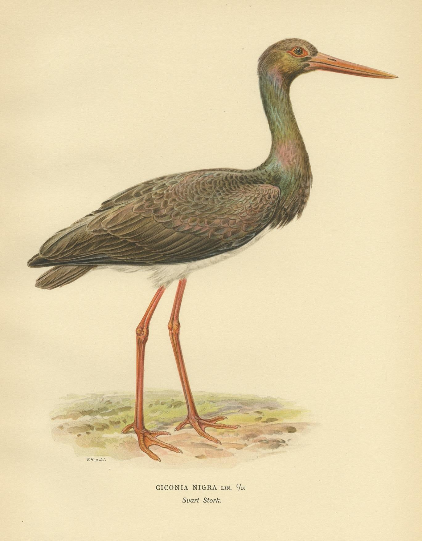 Antique Bird Print of the Black Stork by Von Wright '1929' In Good Condition For Sale In Langweer, NL