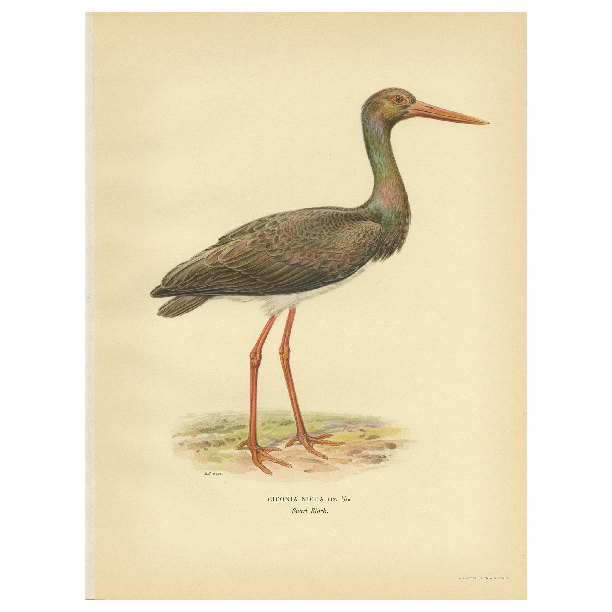 Antique Bird Print of the Black Stork by Von Wright '1929' For Sale