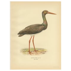 Antique Bird Print of the Black Stork by Von Wright '1929'