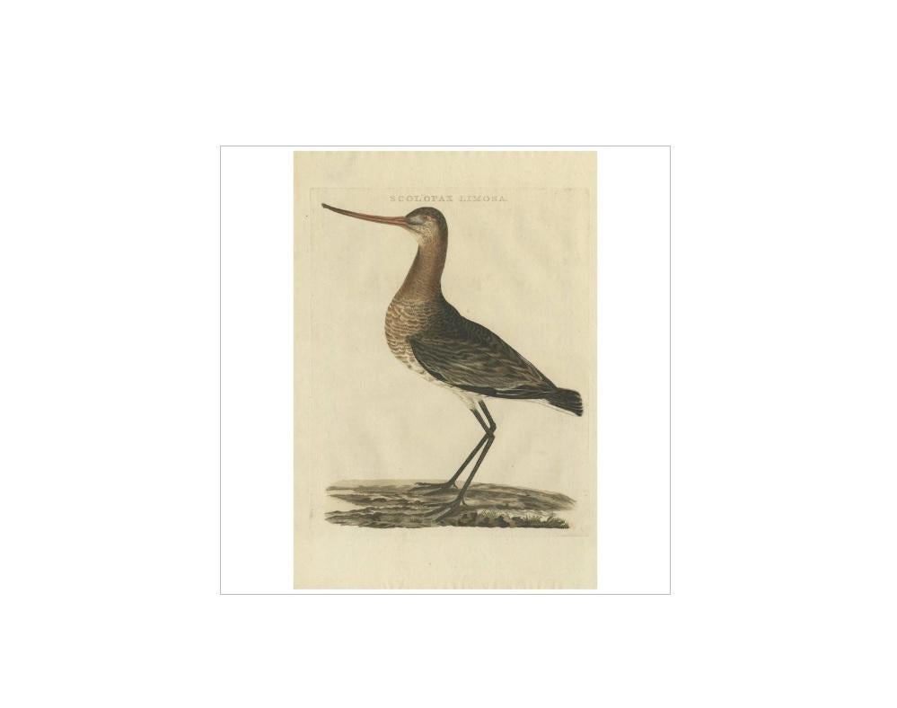 Antiker Druck mit dem Titel 'Scolopax Limosa'. Die Uferschnepfe (Limosa limosa) ist ein großer, langbeiniger, langschnäbliger Küstenvogel, der erstmals 1758 von Carl Linnaeus beschrieben wurde. Er gehört zur Gattung der Uferschnepfen, Limosa. Es