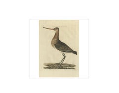 Scolopax Limosa – Antique Black-Tailed Godwit Print by Nozeman & Sepp, 1809