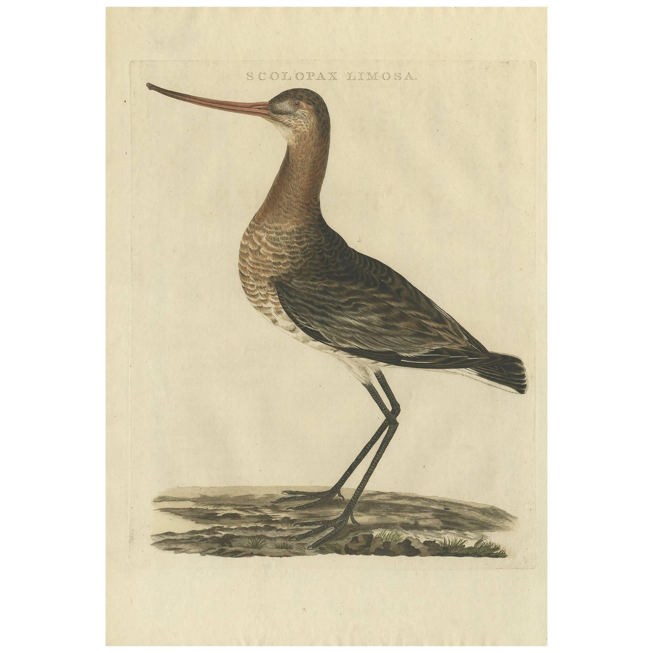 Antiker antiker Vogeldruck des schwarz taillierten Godwits von Sepp & Nozeman, 1809 im Angebot