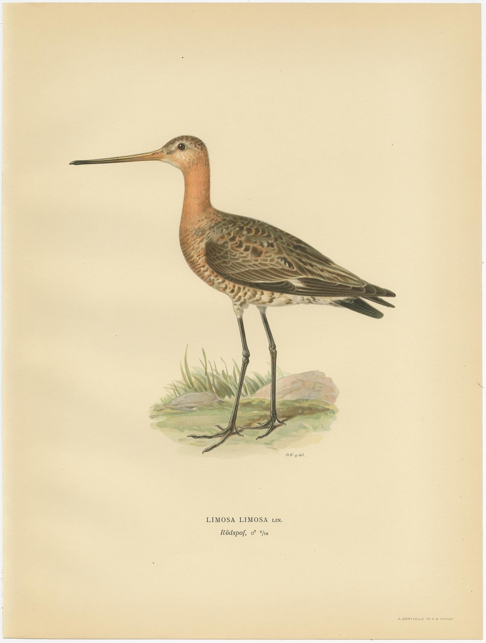 Antique bird print titled 'Limosa Limosa'. Old bird print depicting the Black-Tailed Godwit. This print originates from 'Svenska Foglar Efter Naturen Och Pa Stenritade' by Magnus von Wright.