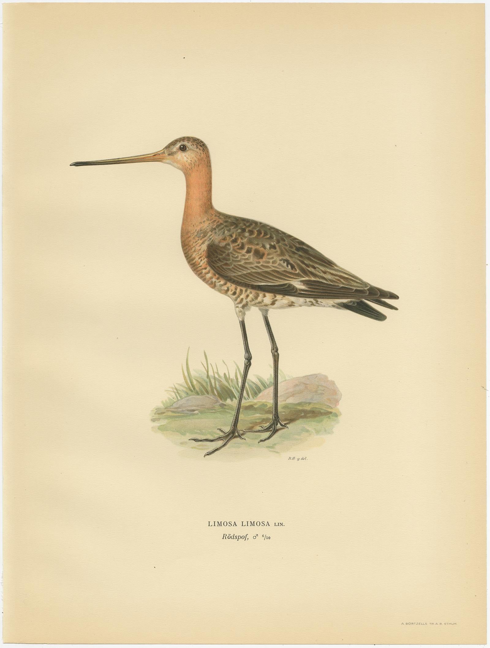 Antique Bird Print of the Black-Tailed Godwit by Von Wright, '1929' In Good Condition For Sale In Langweer, NL