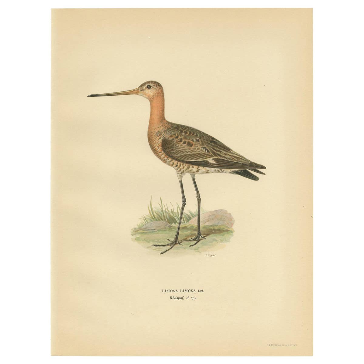 Antique Bird Print of the Black-Tailed Godwit by Von Wright, '1929'