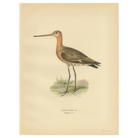Antique Bird Print of the Black-Tailed Godwit by Von Wright, '1929'