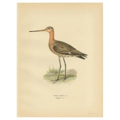 Grabado antiguo de aves de la Aguja colinegra por Von Wright, '1929'