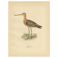 Vintage Bird Print of the Black-Tailed Godwit by Von Wright, '1929'