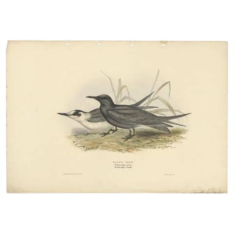 Black Tern – Antique Bird Lithograph by John Gould, c.1832