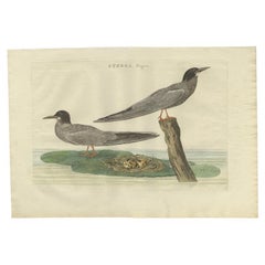 Impression ancienne d'oiseau du tern noir par Sepp & Nozeman, 1789