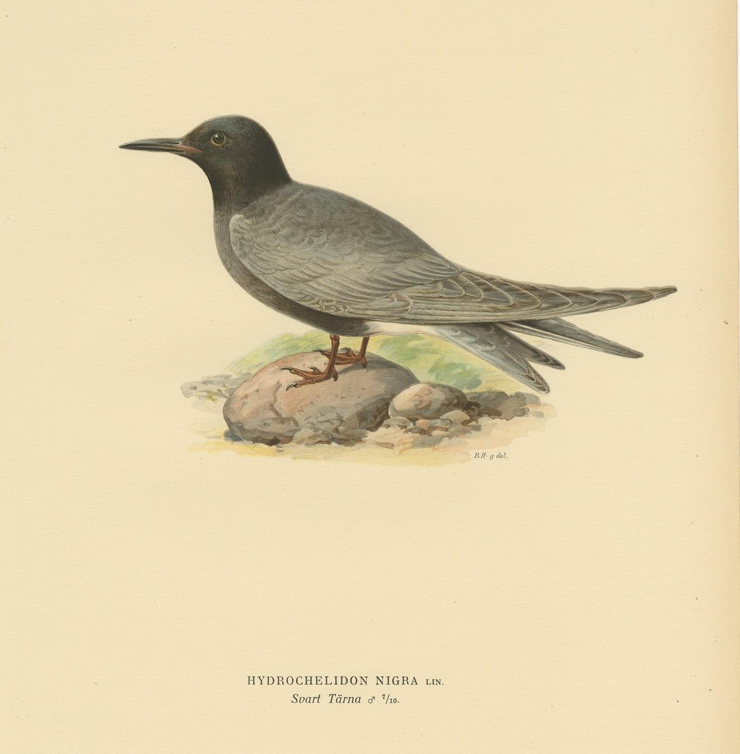 Antique Bird Print of the Black Tern by Von Wright, 1917 In Good Condition For Sale In Langweer, NL