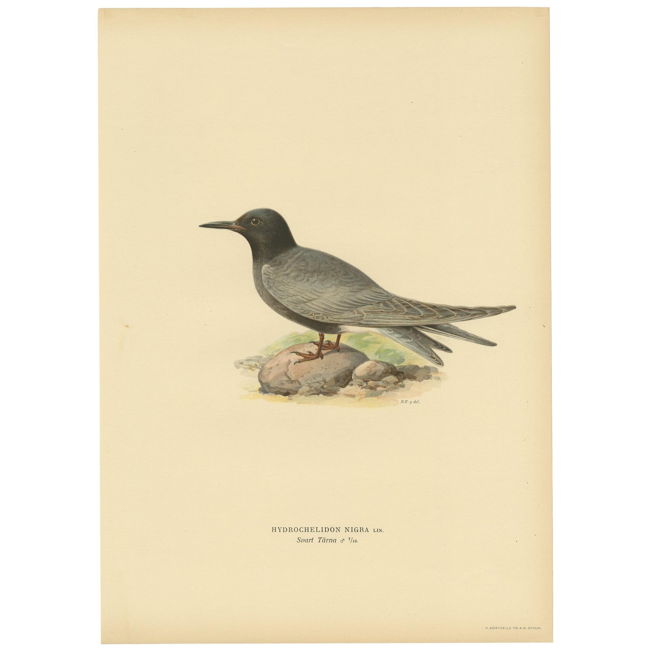 Antique Bird Print of the Black Tern by Von Wright, 1917 For Sale