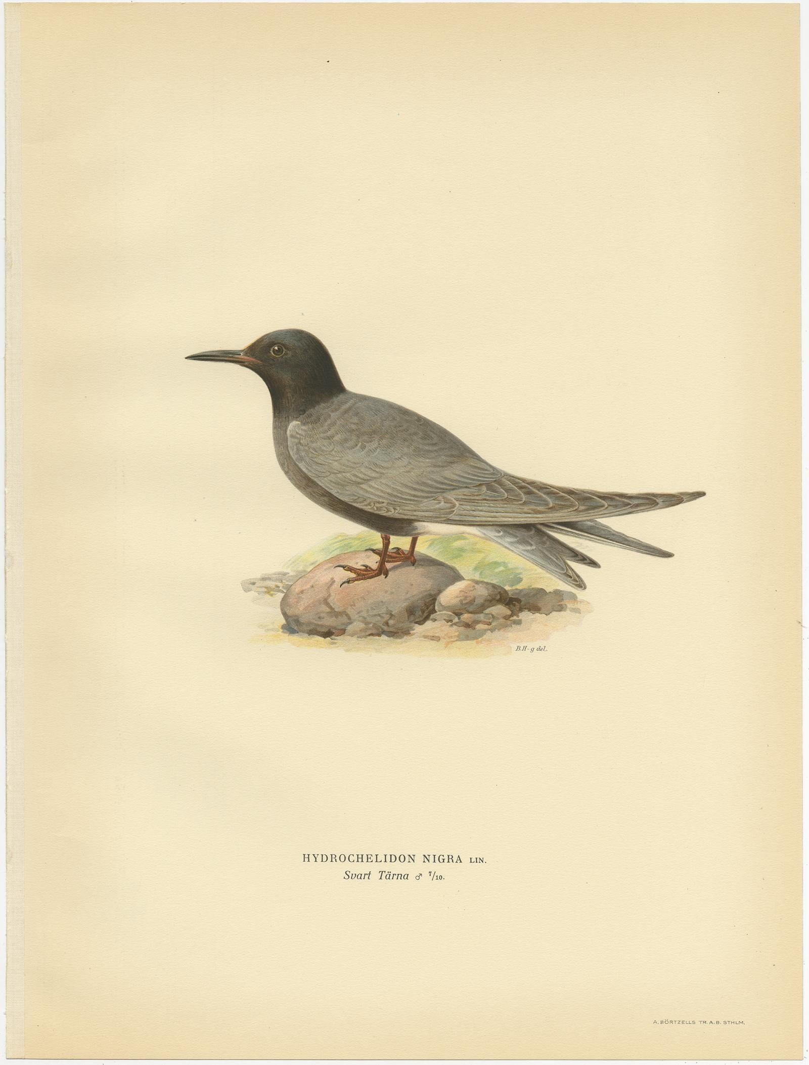 Antique bird print titled 'Hydrochelidon Nigra'. Old bird print depicting the Black Tern (Male). This print originates from 'Svenska Foglar Efter Naturen Och Pa Stenritade' by Magnus von Wright.
