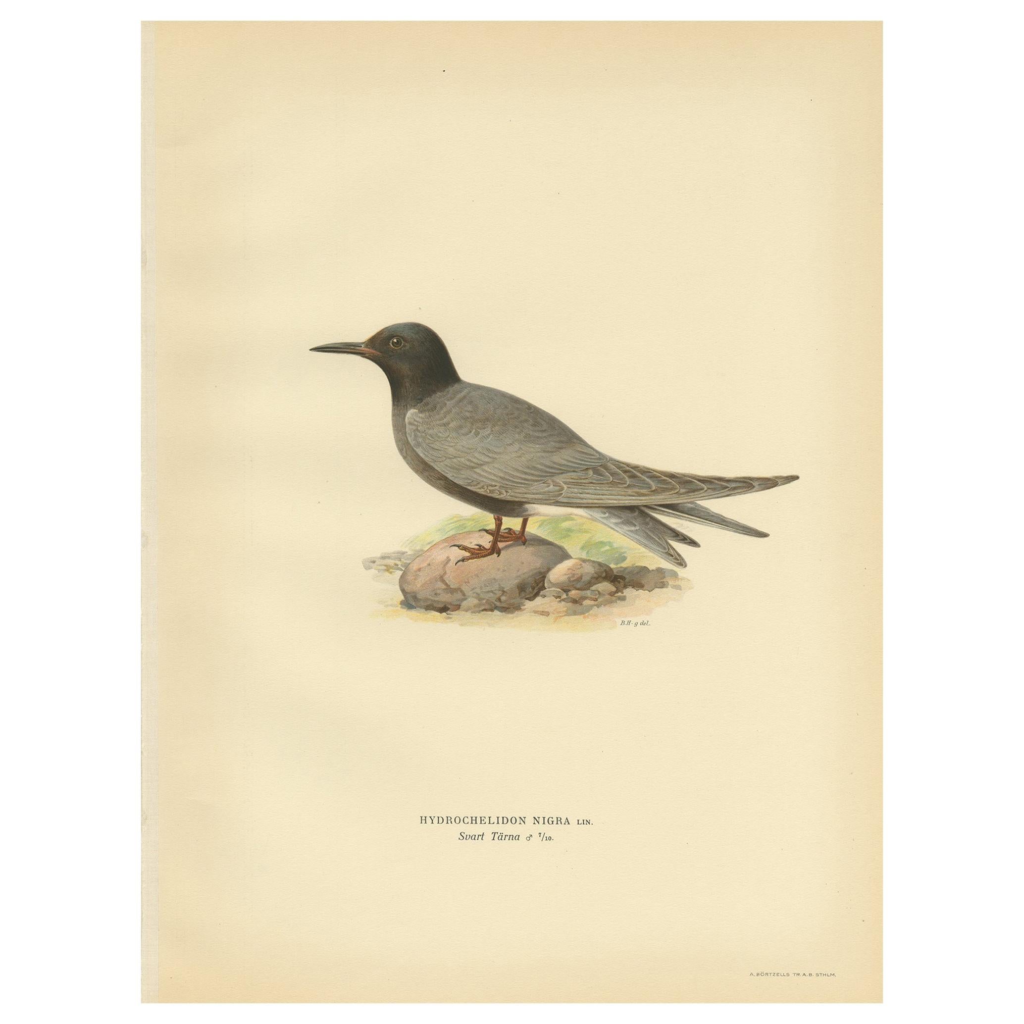 Impression ancienne d'oiseau du Tern noir « Male » par Von Wright, 1929