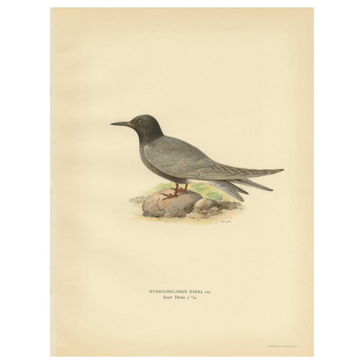 Antique Bird Print of the Black Tern 'Male' by Von Wright, 1929