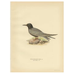 Antiker antiker Vogeldruck des schwarzen Terns „Male“ von Von Wright, 1929