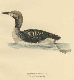 Antique Bird Print of the Black-Throated Loon by Von Wright, '1929'