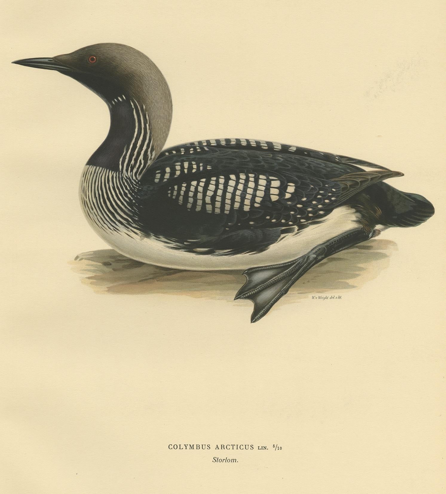 Antique Bird Print of the Black-Throated Loon by Von Wright, '1929' In Good Condition For Sale In Langweer, NL