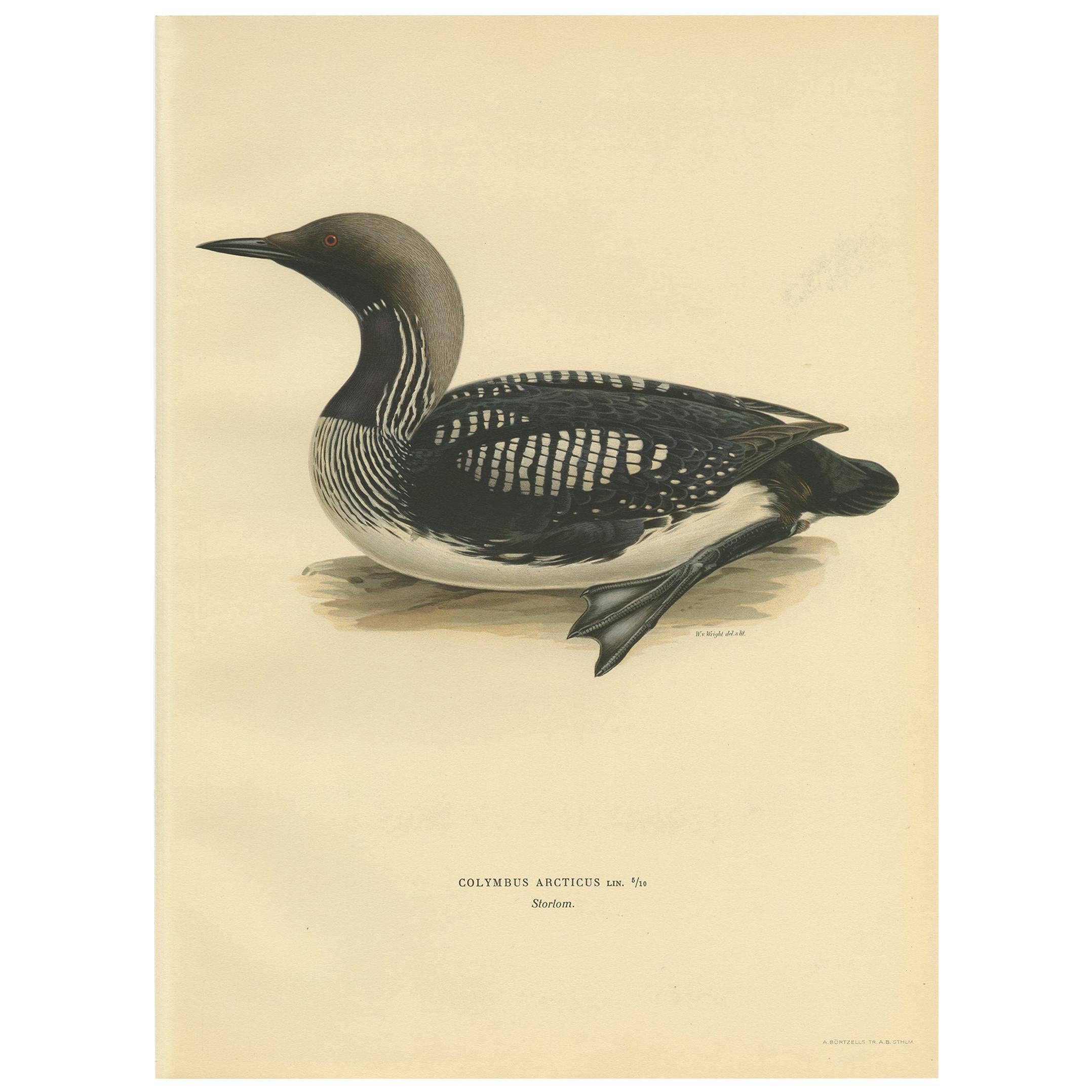 Antique Bird Print of the Black-Throated Loon by Von Wright, '1929' For Sale
