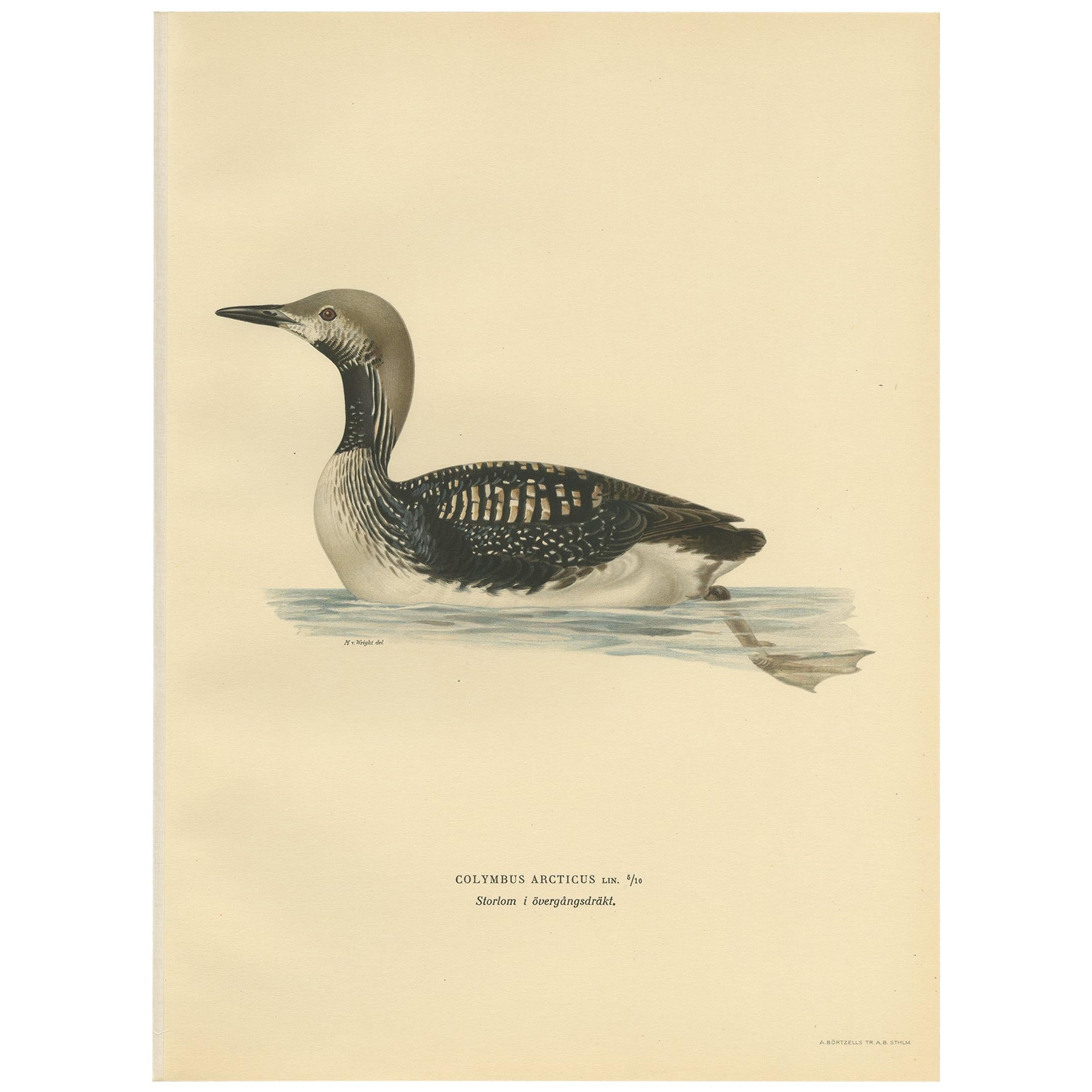 Antique Bird Print of the Black-Throated Loon by Von Wright, '1929'