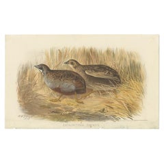 Antique Bird Print of the Blue-Brested Quail by Hume & Marshall, 1879